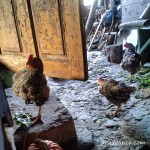 Dimineti cu puicute fierbinti… mamaliguta si mujdei. Viata bate filmul. Episodul 8. Dimineti cu puicute fierbinti… mamaliguta si mujdei. Viata bate filmul. Episodul 8.