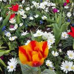 Keukenhof, regatul lalelelor din tara lalelelor