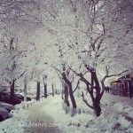 La pas prin Bucureşti. 4 anotimpuri şi o staţie de tramvai. (2014)